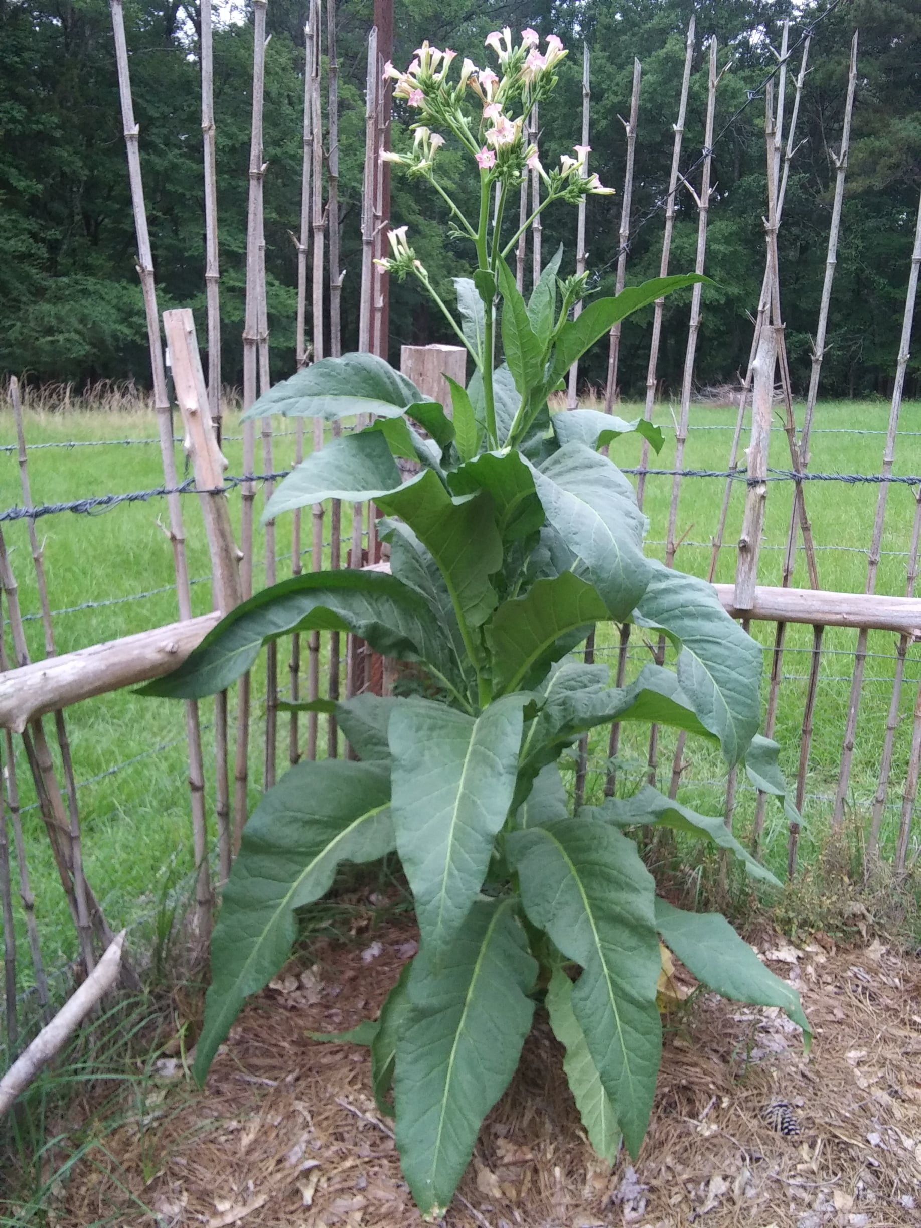tobacco plant