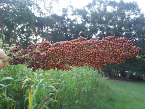 sorghum grain head