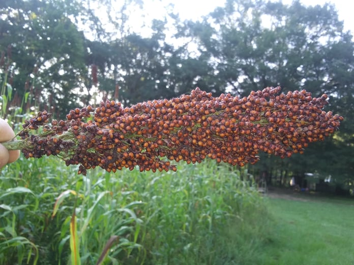 mennonite sorghum