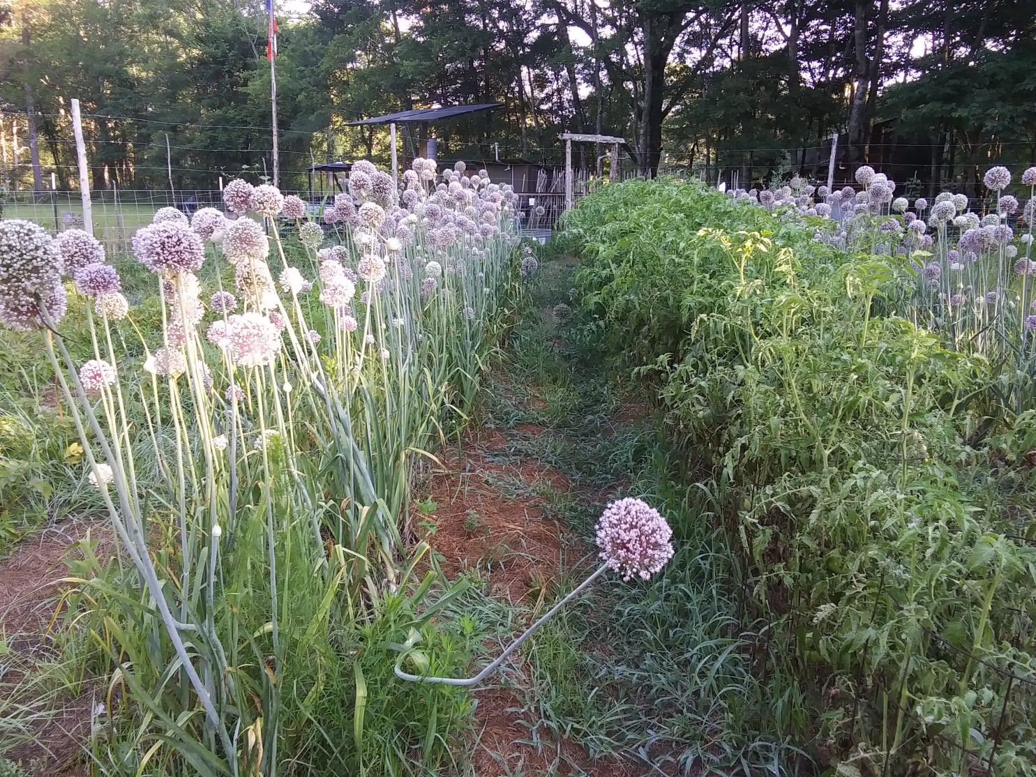 garden