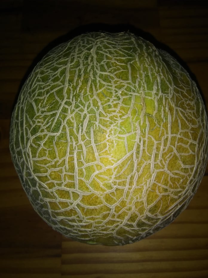 muskmelon
