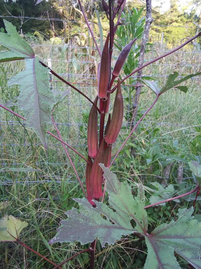 burgundy okra
