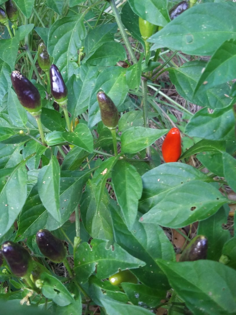 chile pequin pepper plant