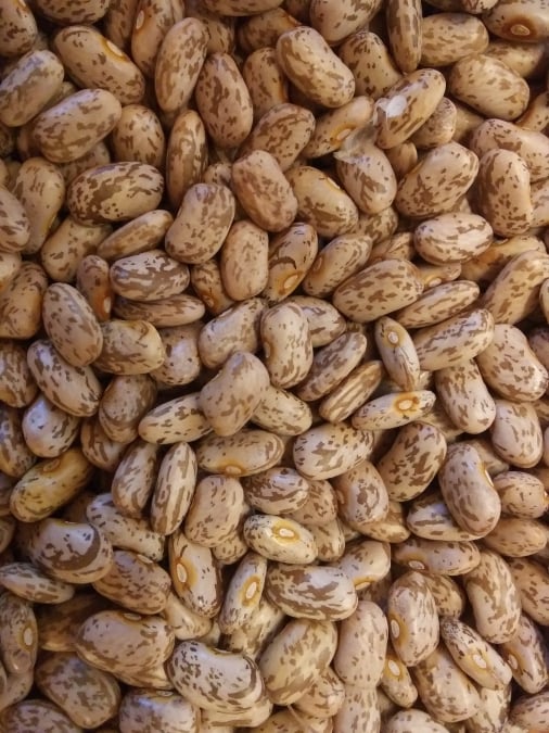heirloom seeds