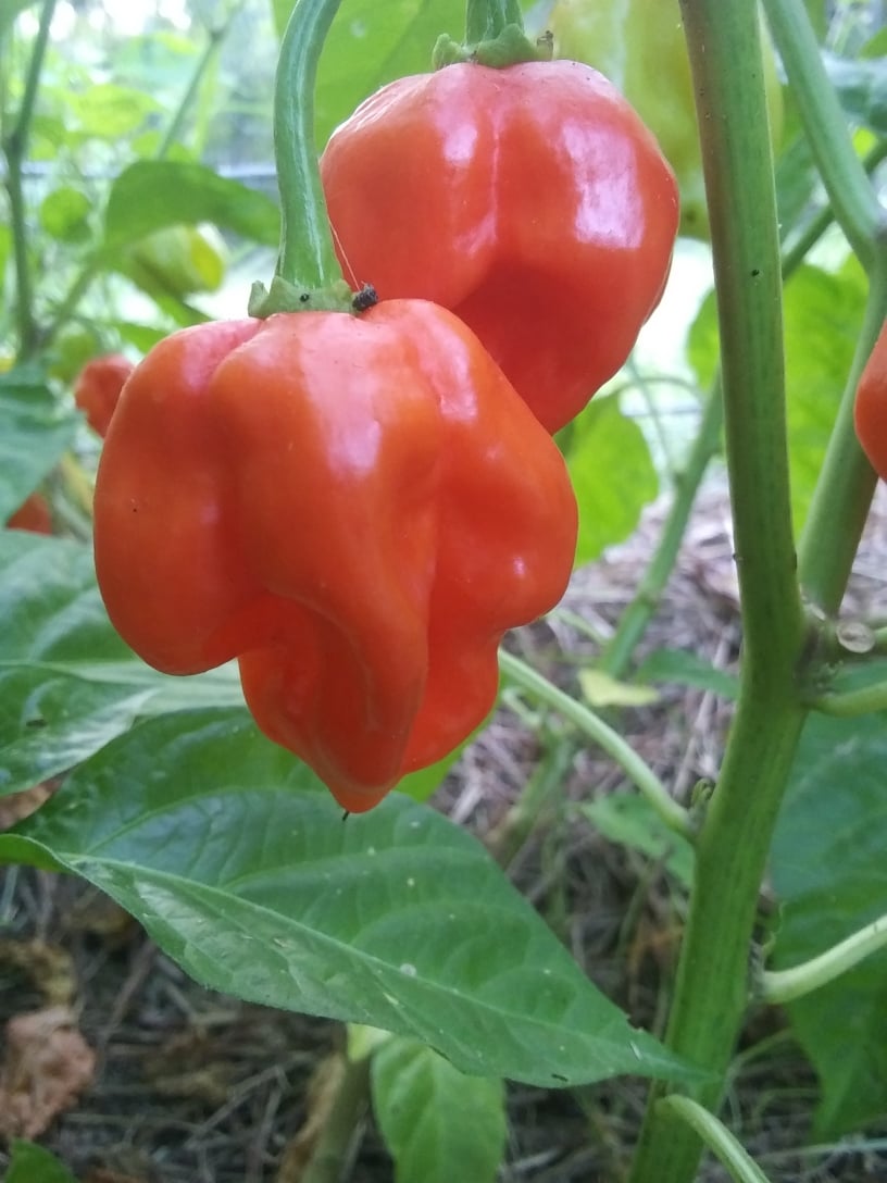 habanero hot sauce