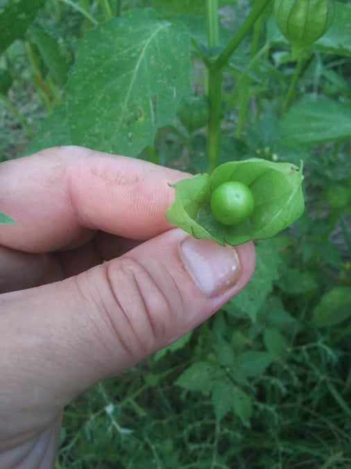 husk tomato