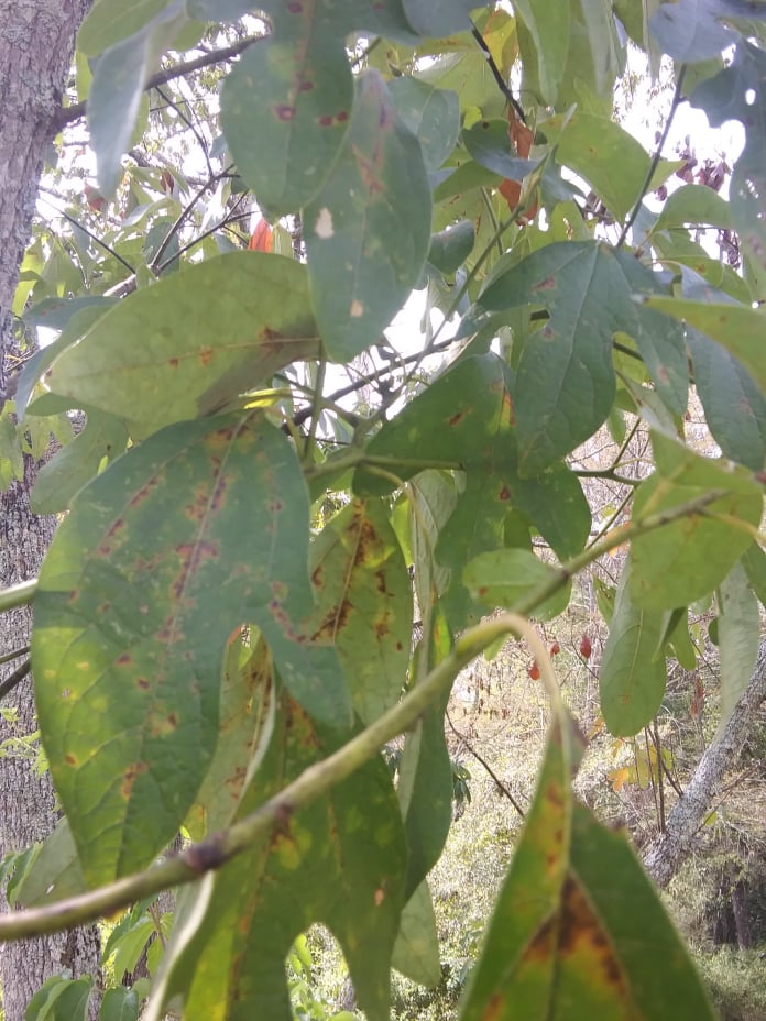 sassafras