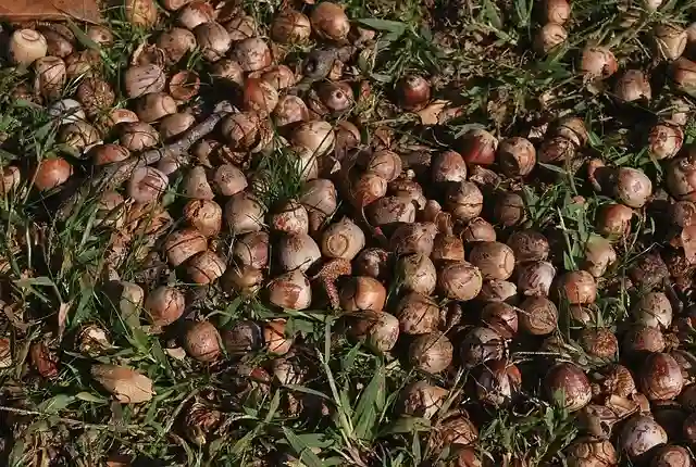 acorns in a pile