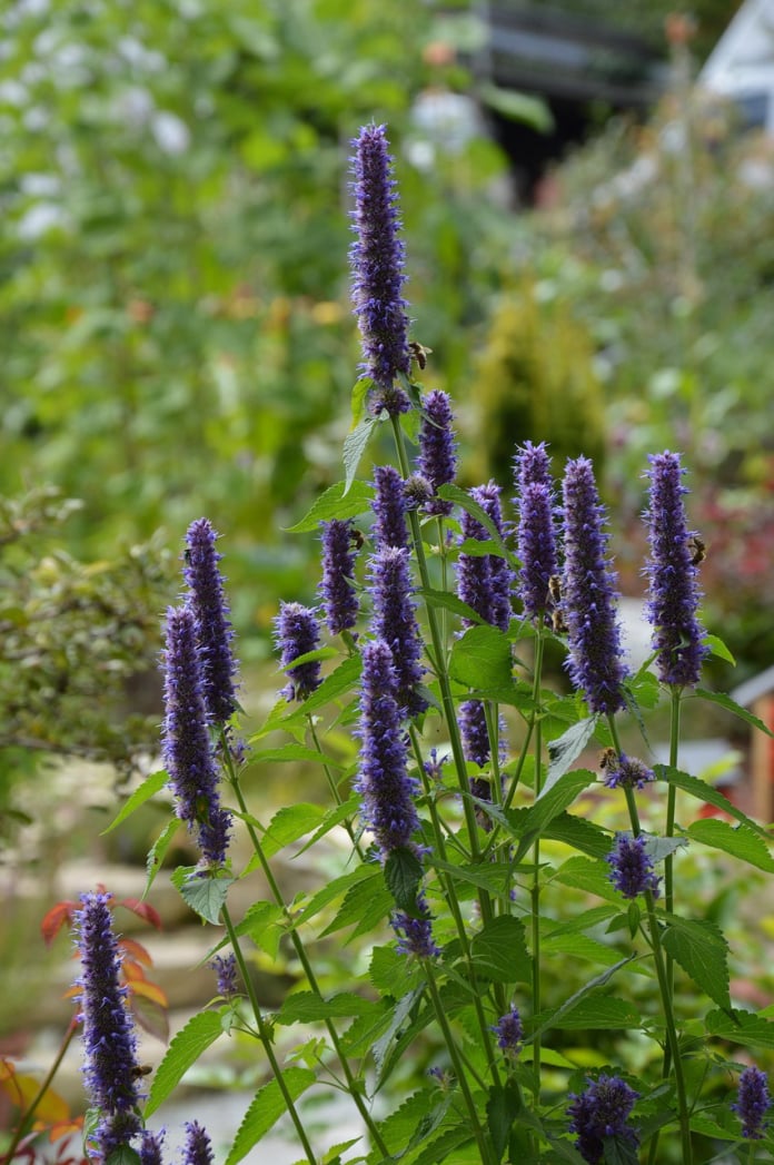 agastache - hummingbird mint