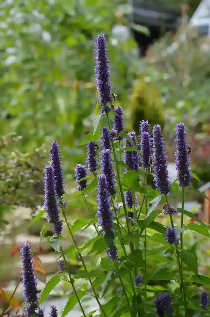 agastache flowers
