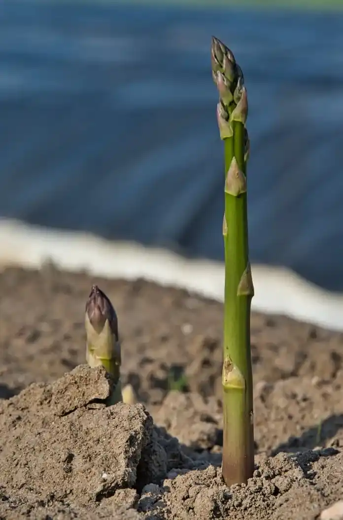 asparagus