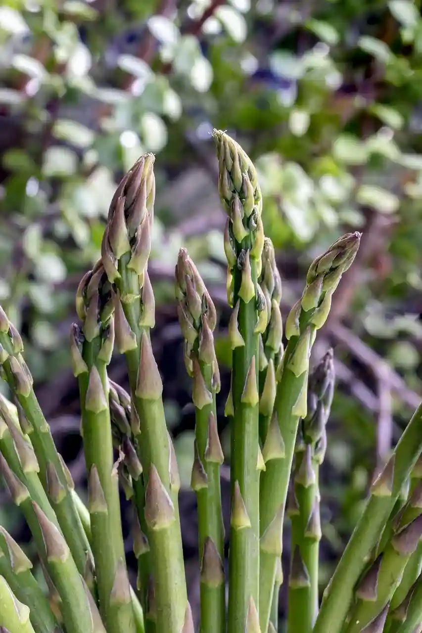 asparagus
