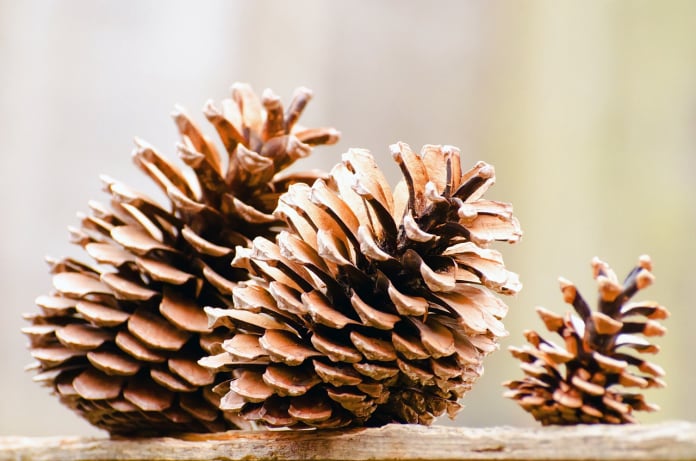pine cones