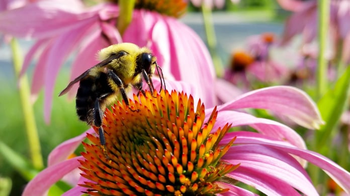 ecinacea - purple cone flower