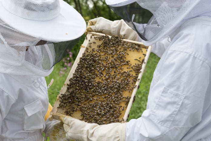 bee keeper