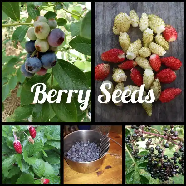 Berry seeds