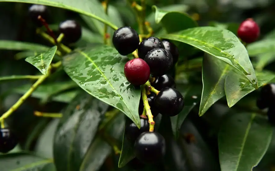black cherries