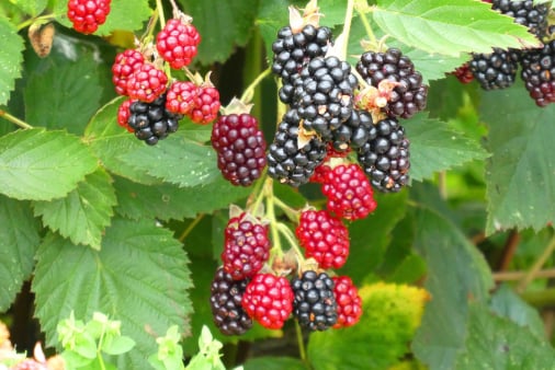 blackberries