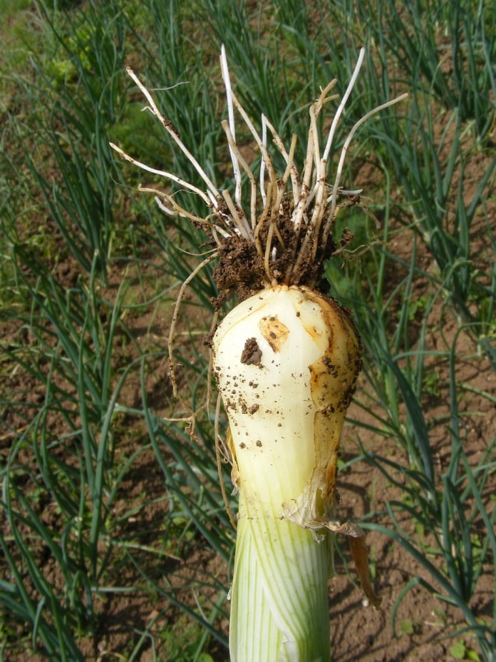 bunching onions