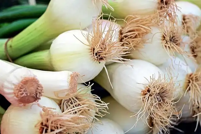 bunching onions