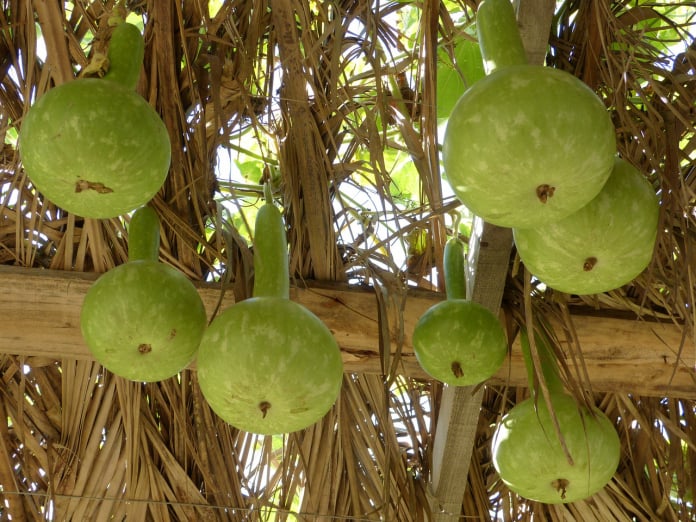 birdhouse gourds
