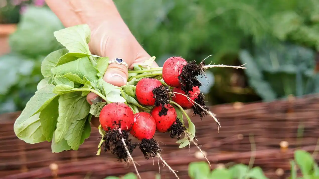 Cherry Belle Radish