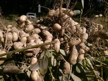 closeup peanuts hanging on a fence