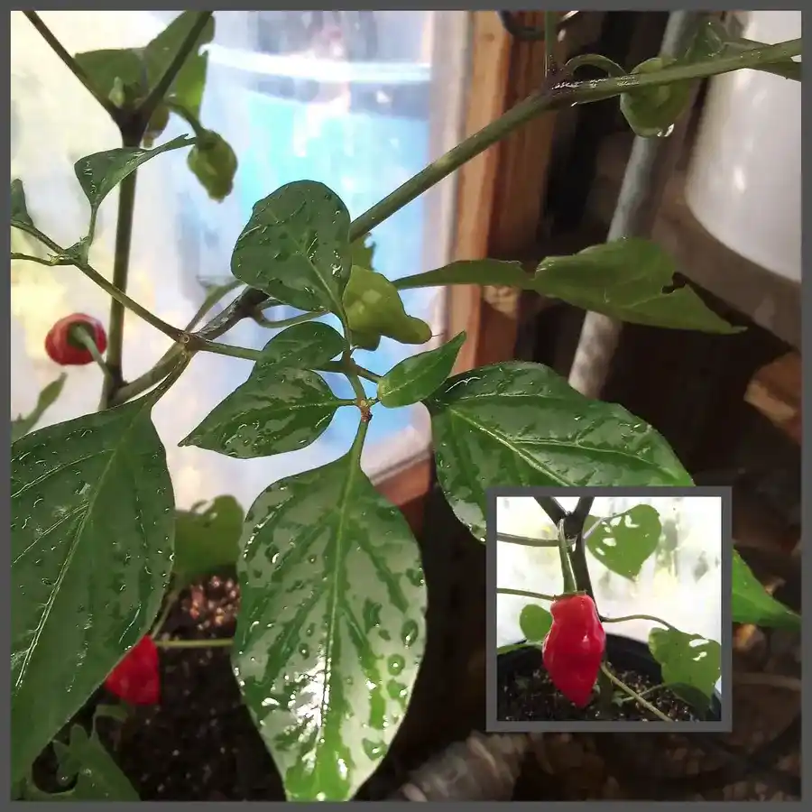Coming Soon Pepper