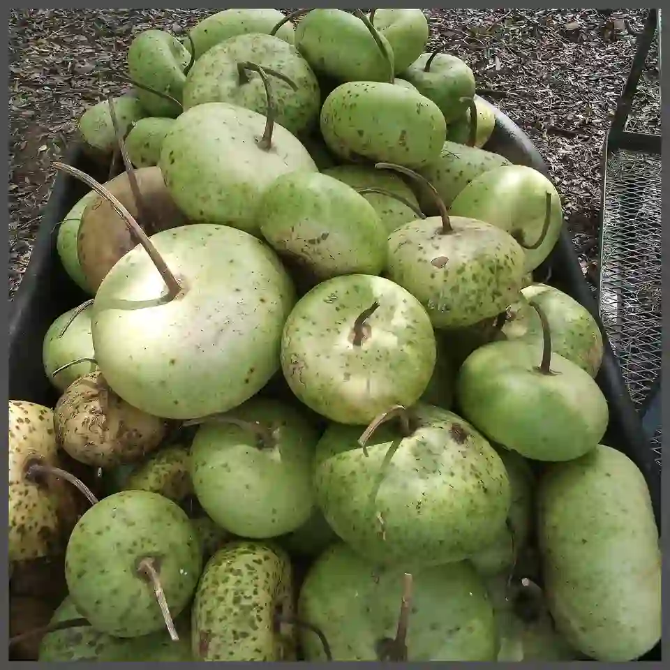 corsican gourd