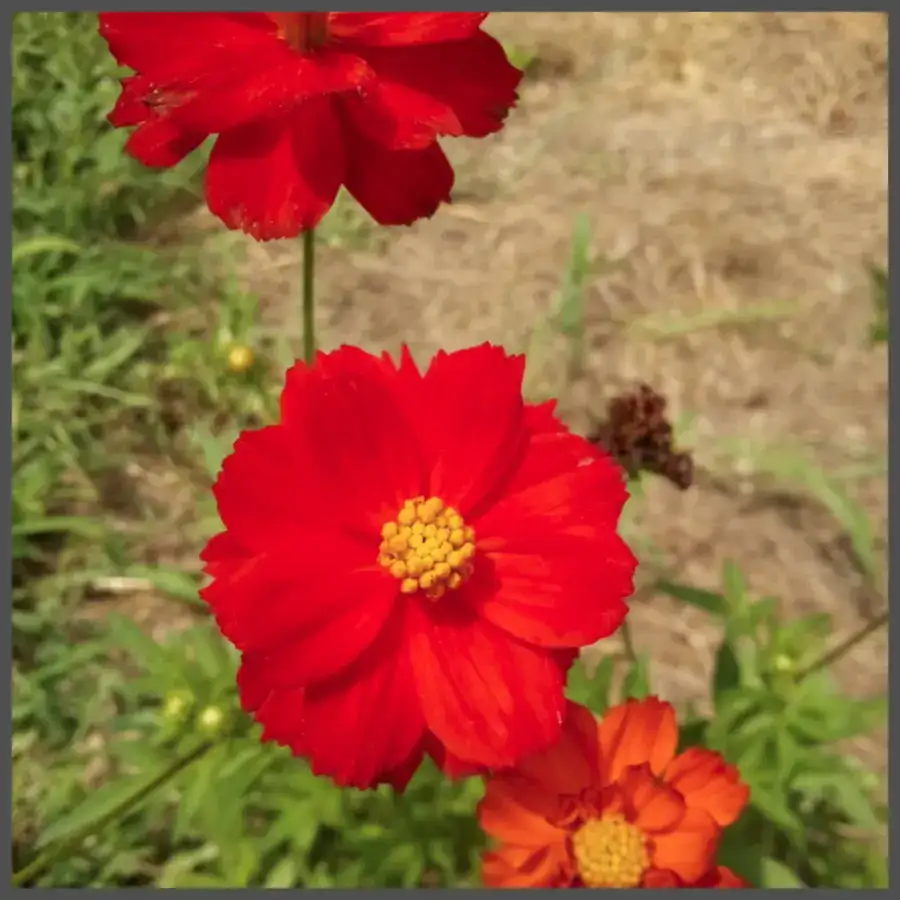 cosmic red cosmos flowers