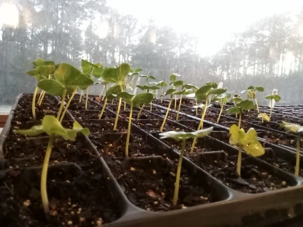 cotton seedlings in greenhouse