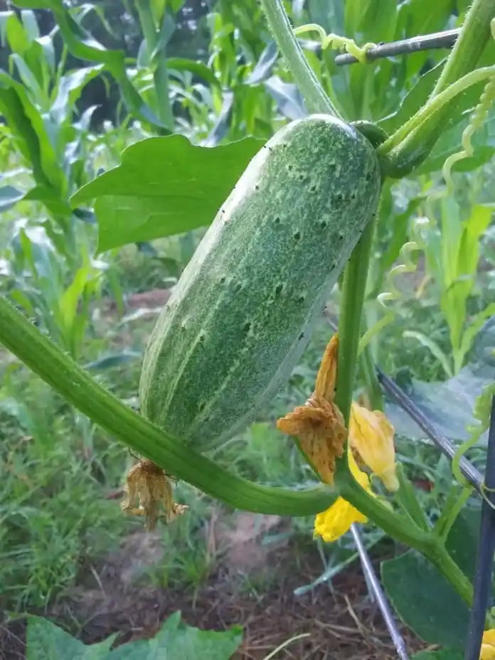cucumbers