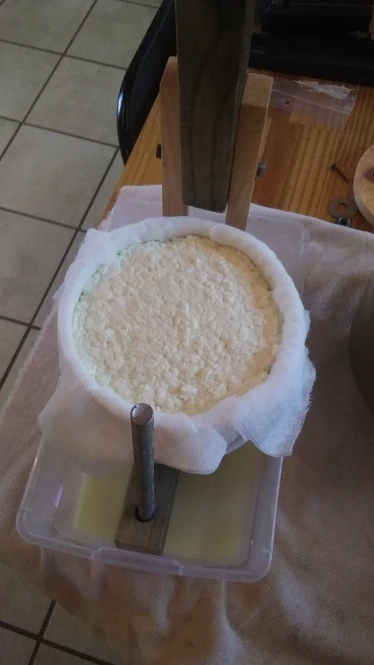 curds in cheese press