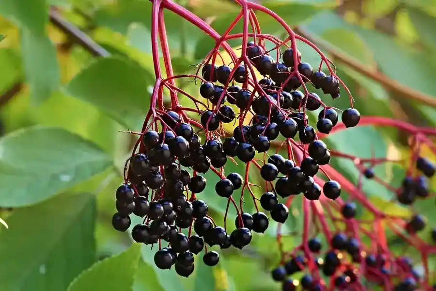 elderberries