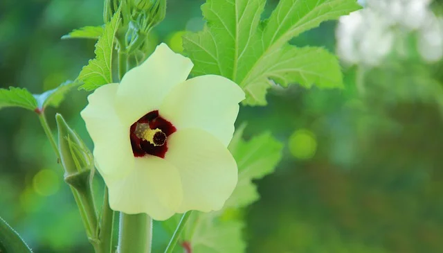 emerald green okra