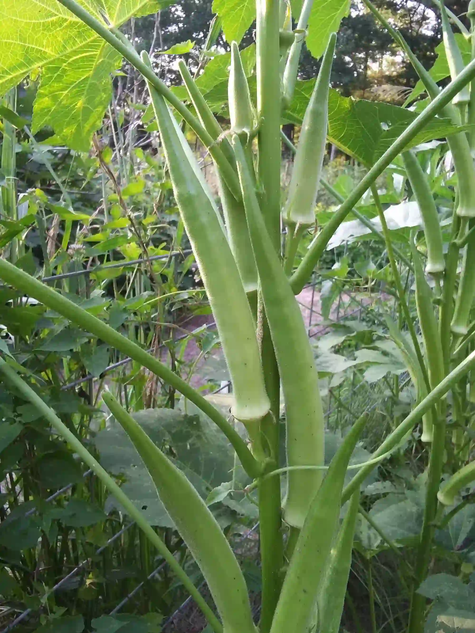 okra