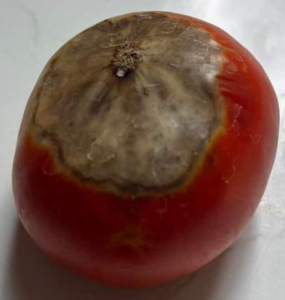 tomato with blossom end rot