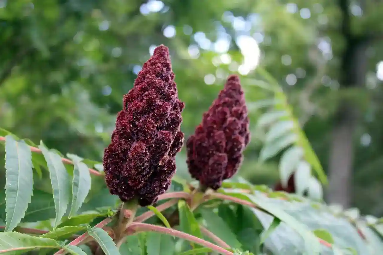 flameleaf sumac berry clusters