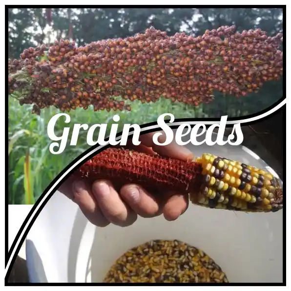 Grain