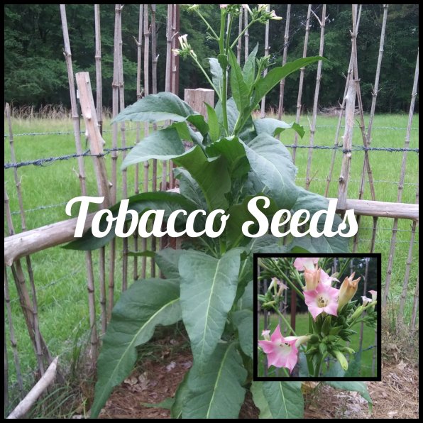 tobacco seeds