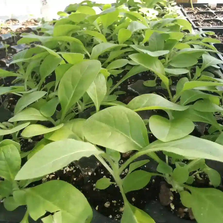 can you grow tobacco in mississippi Growing Tobacco