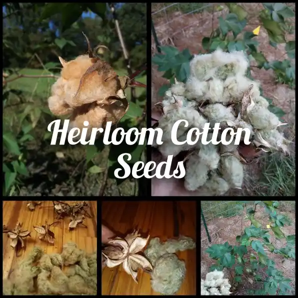 Cotton Seeds