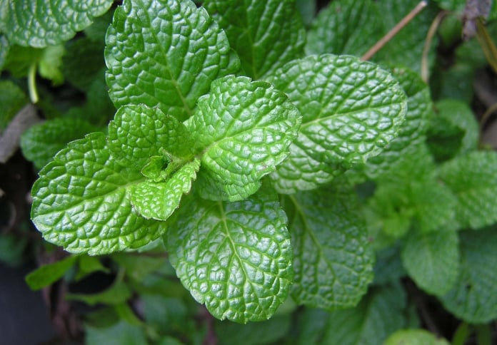 mint - apple mint