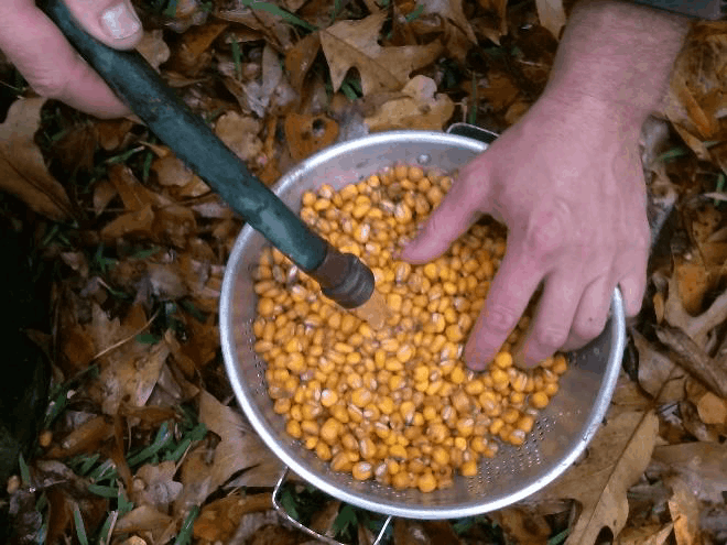 rinsing fresh hominy