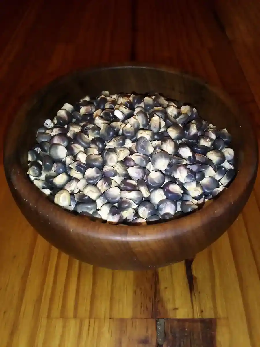 Hopi blue corn
