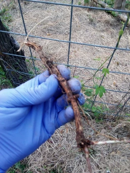 hops rhizome