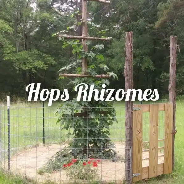 hops rhizomes