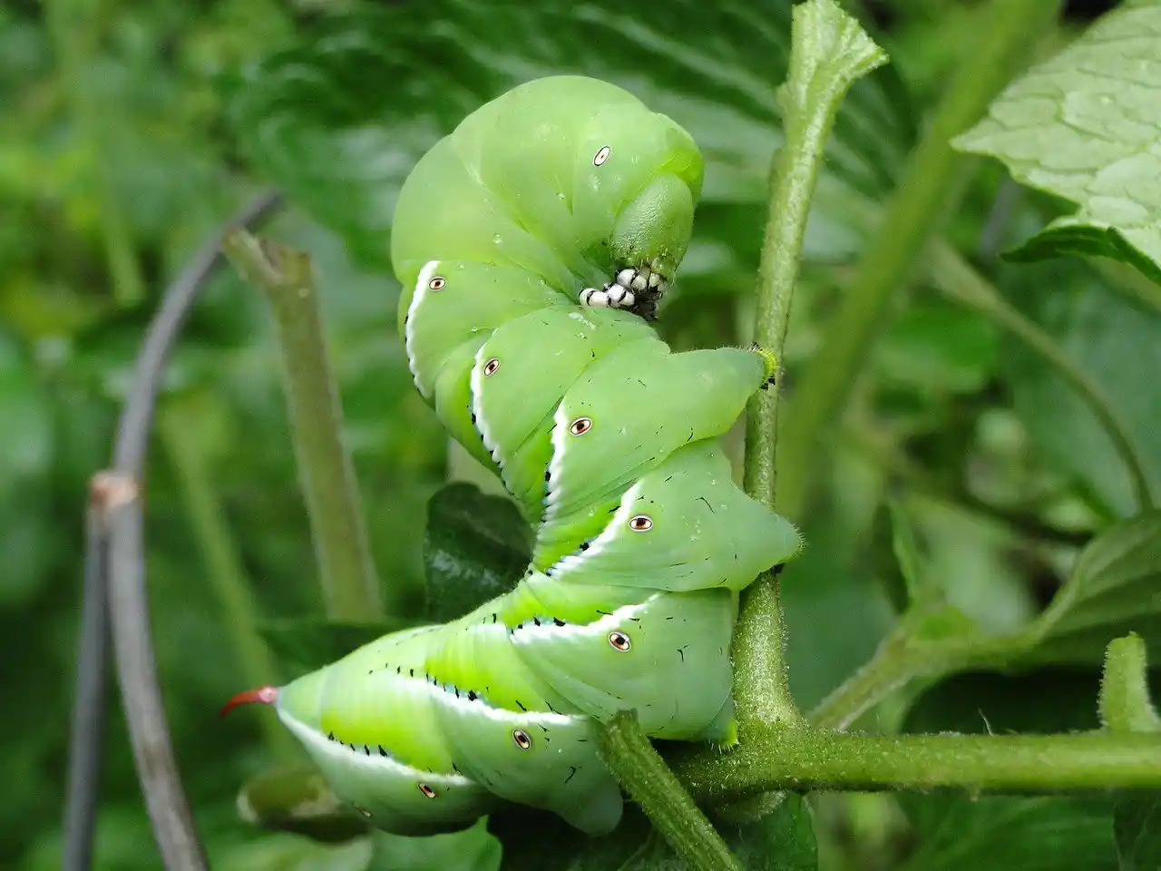 Horn worm