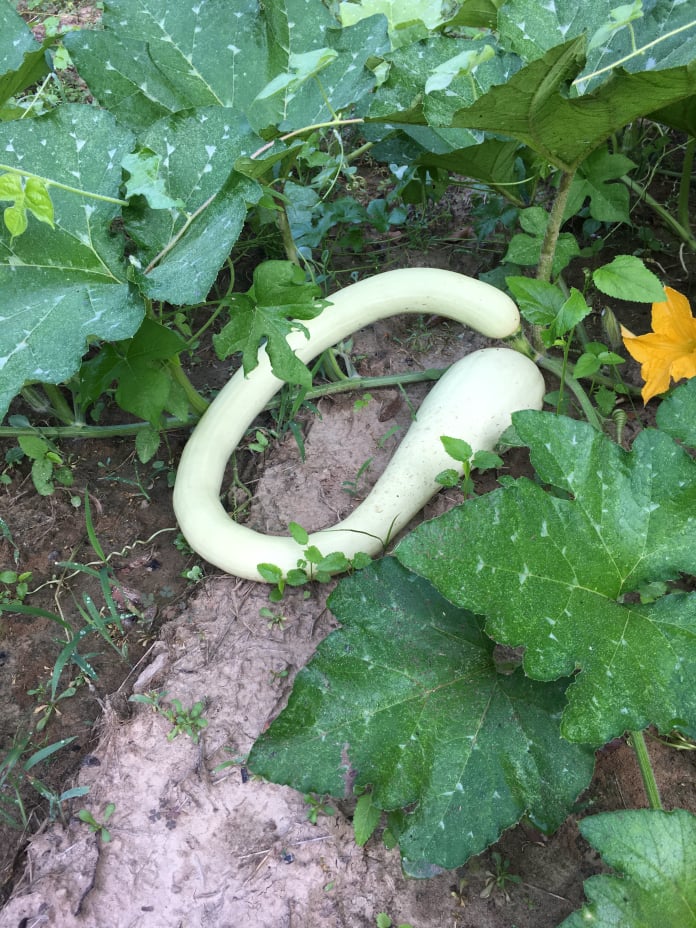 zucchino rampicante squash