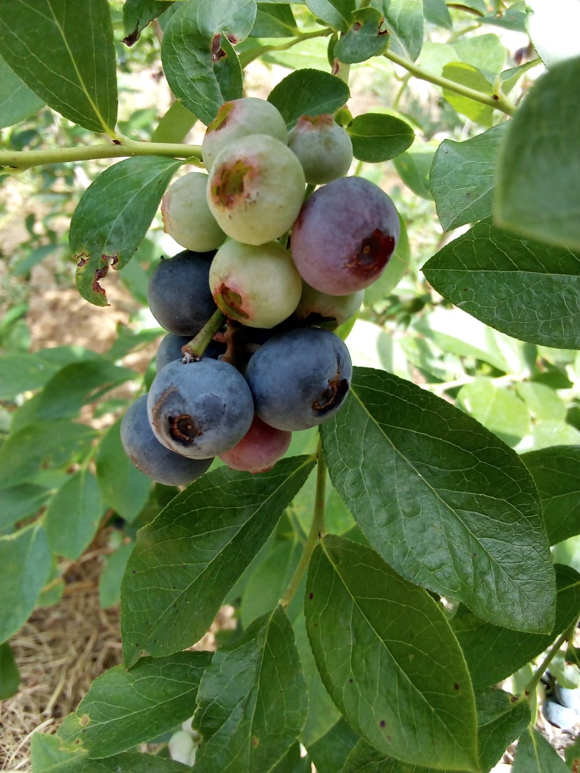 blueberries